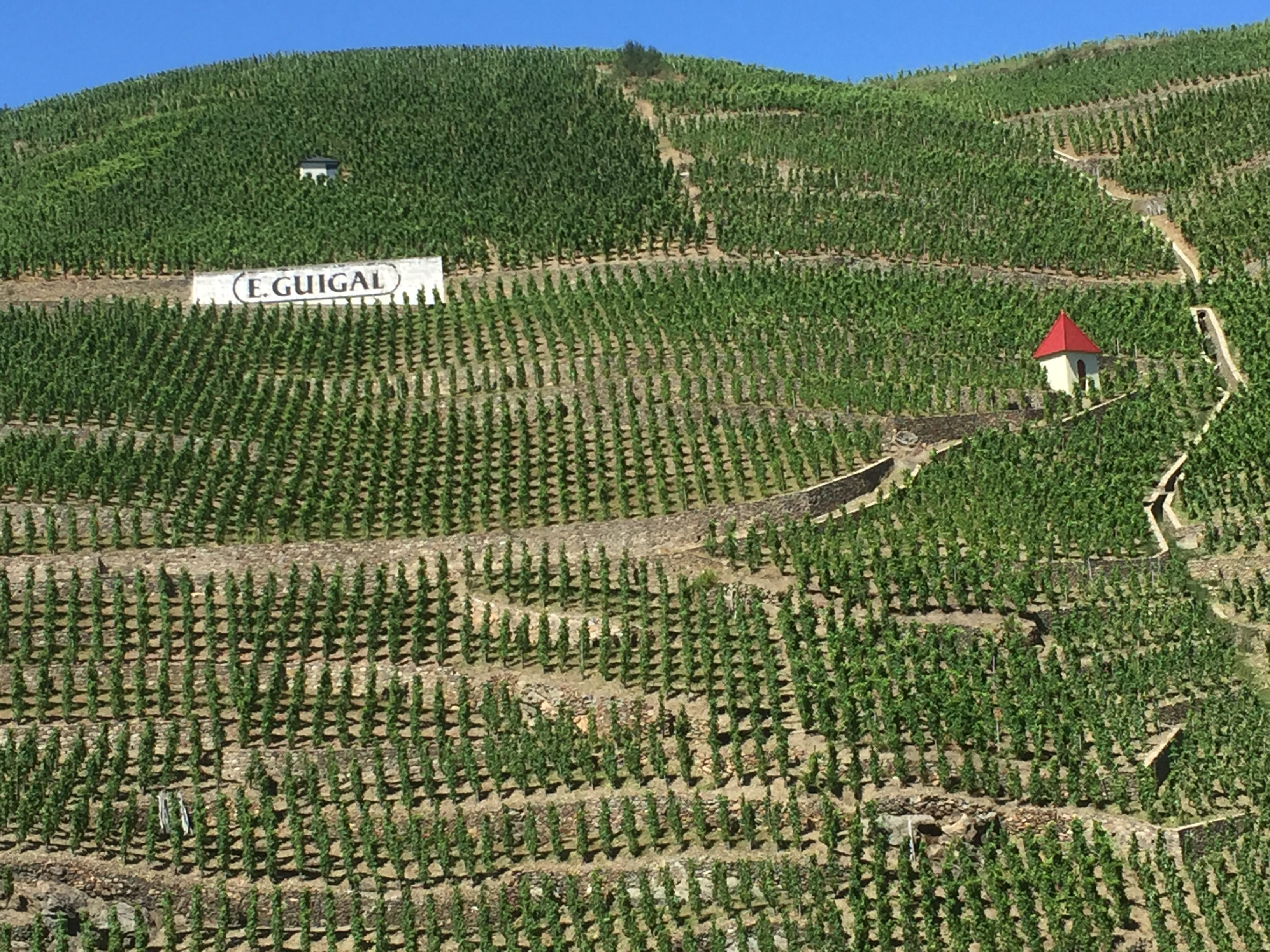 View of the vineyards