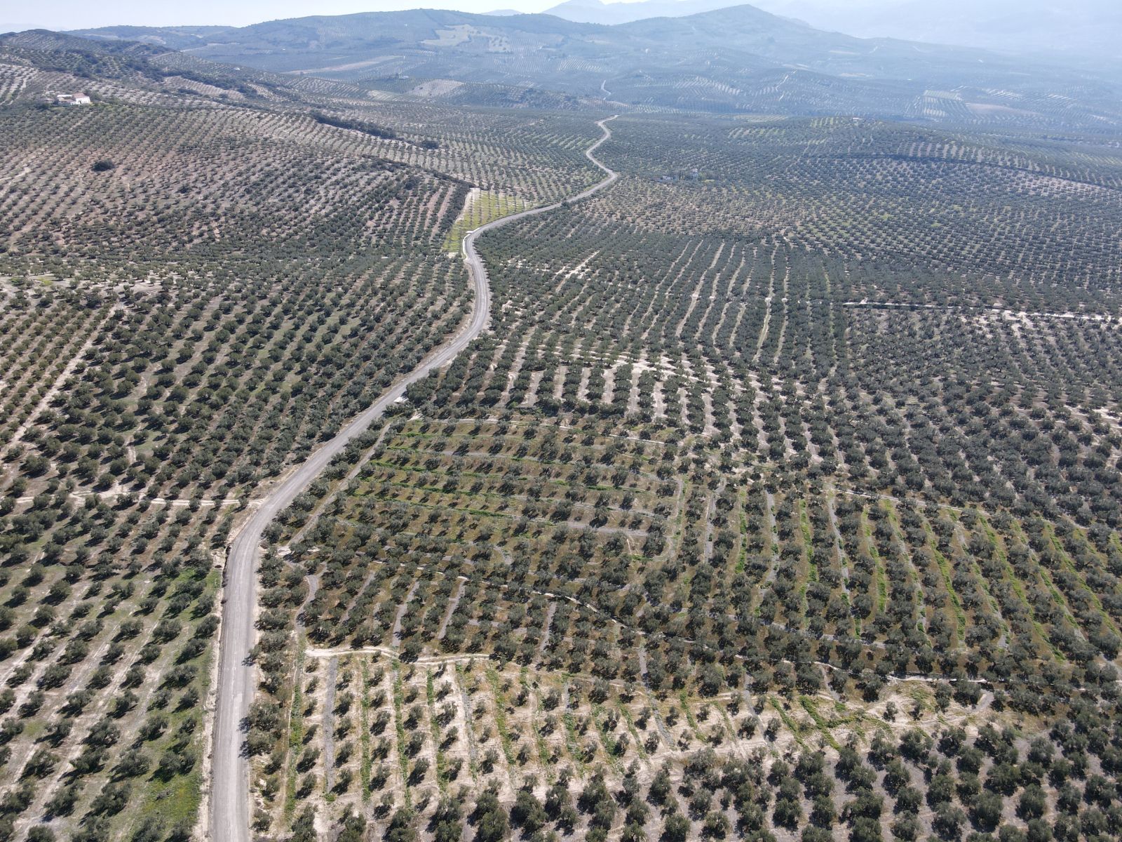 Olive groves as far as the eye can see!