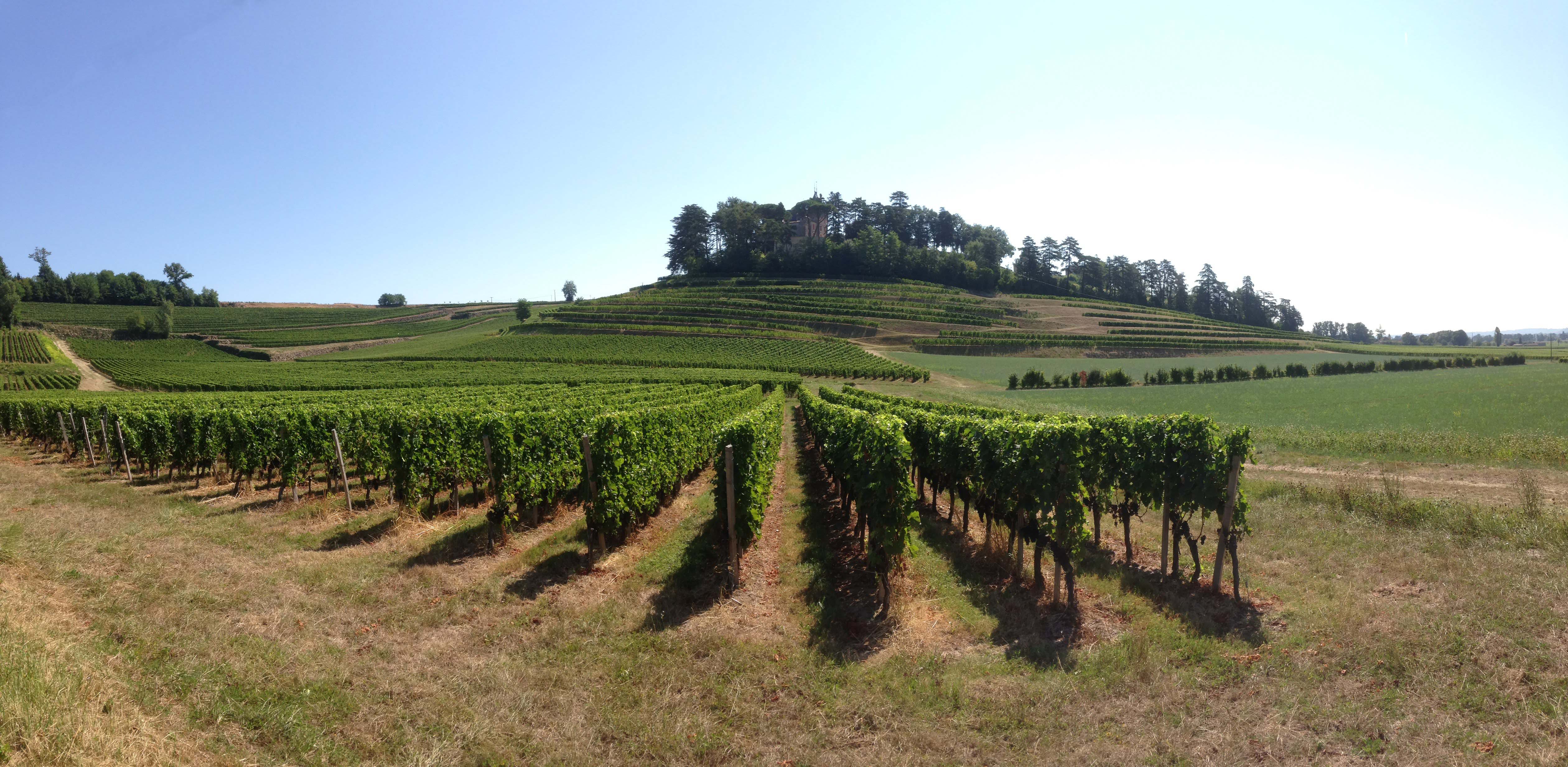St Emilion vineyards