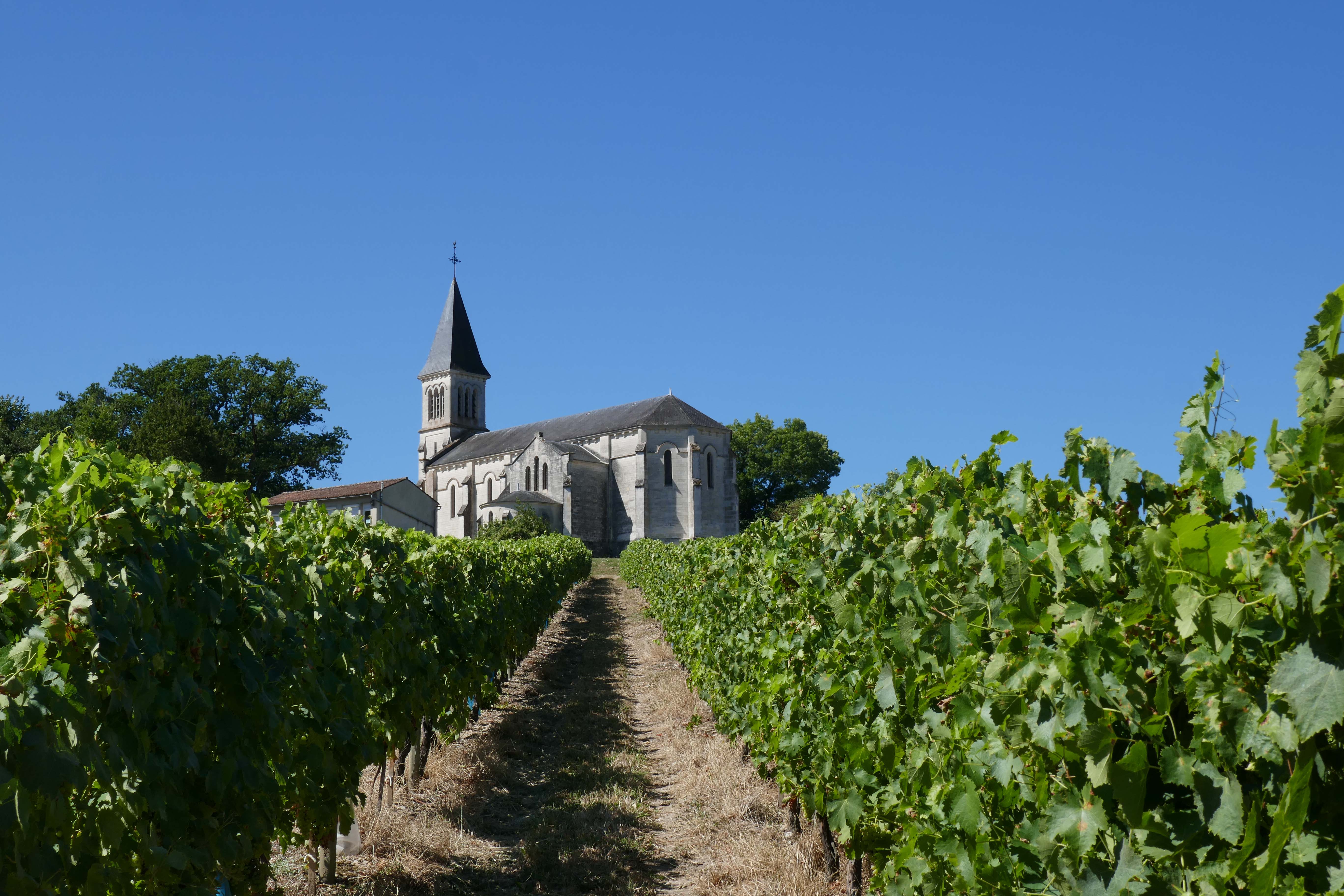 Cycling through more vineyards!