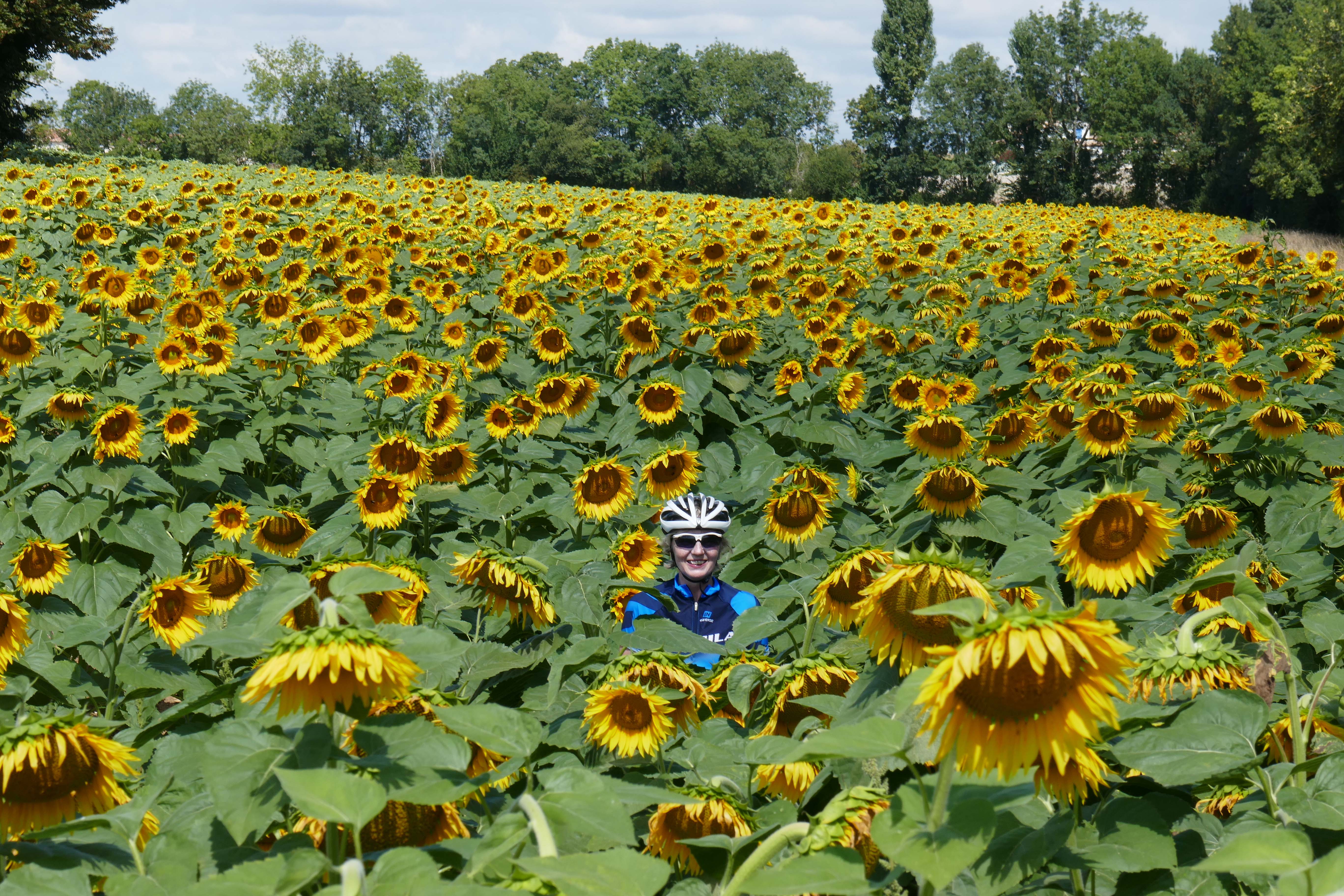 Sunflowers in Gascony