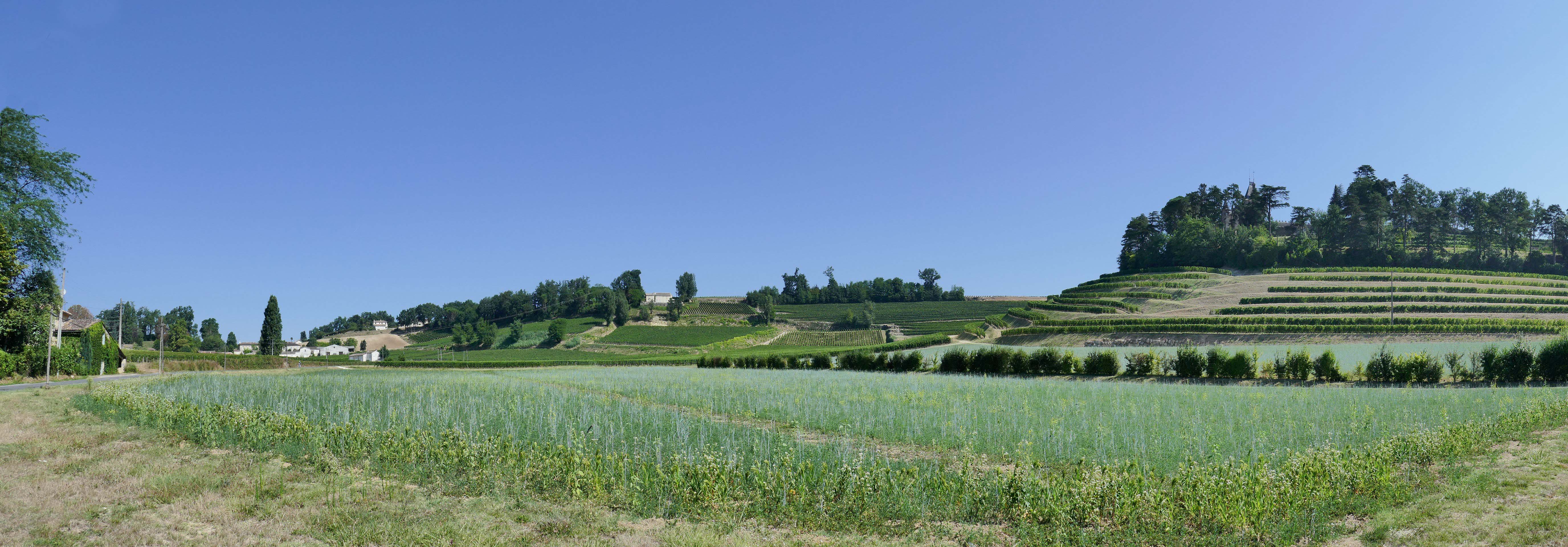 Vineyards everywhere!