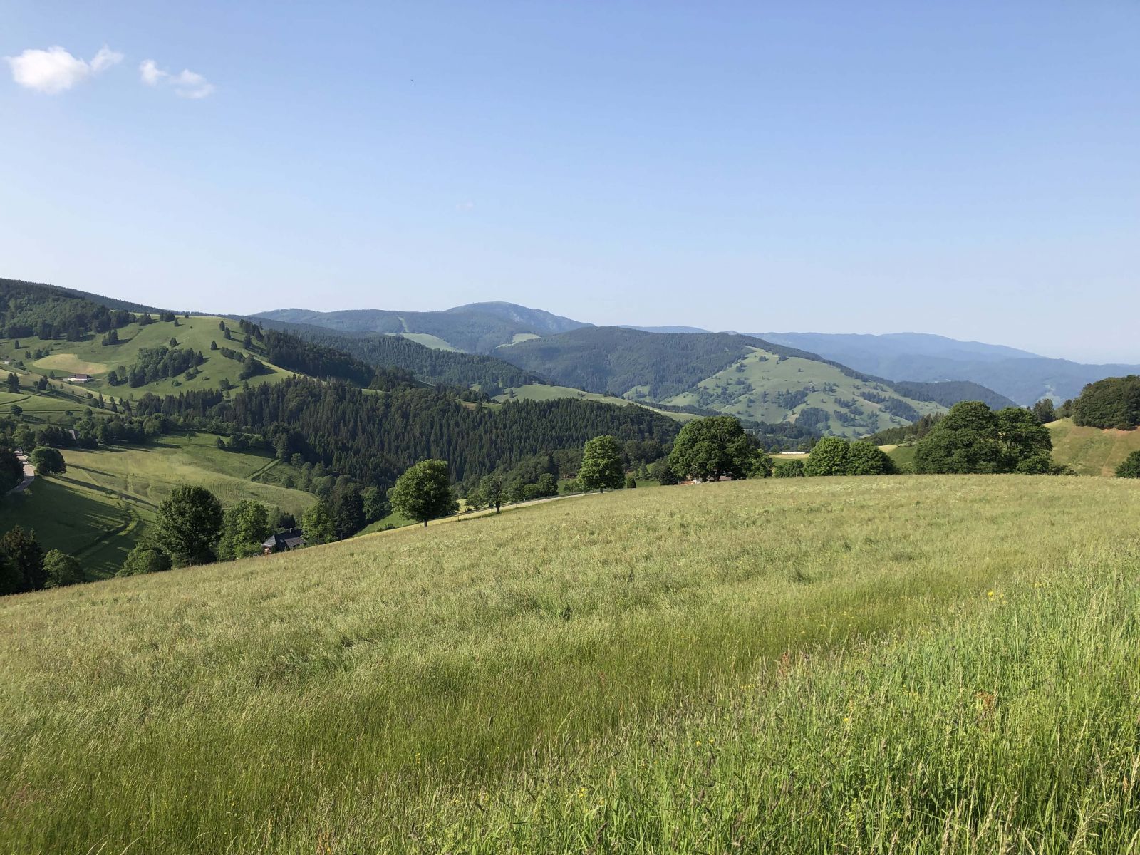 Long views in the Black Forest