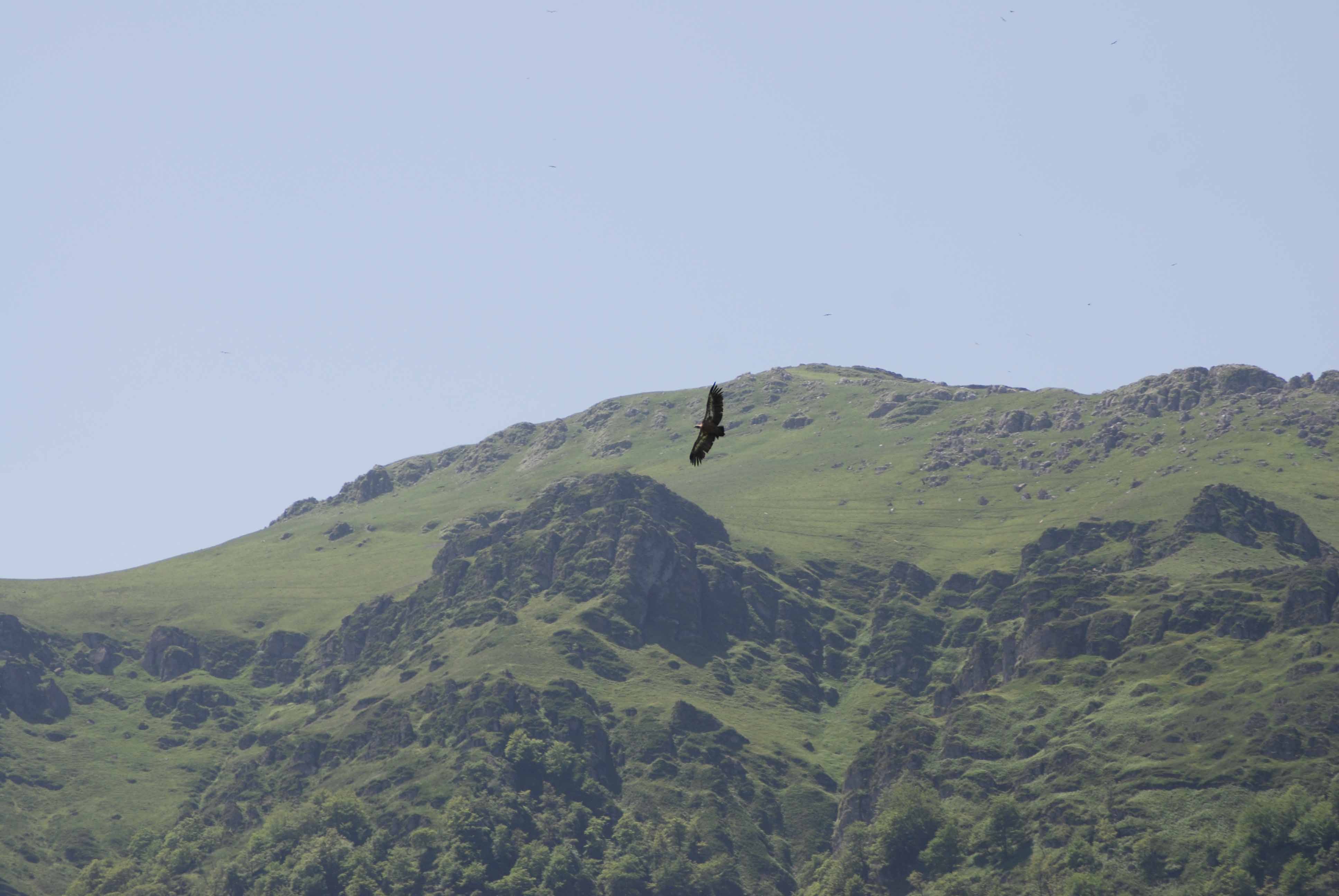 Bird life in the mountains