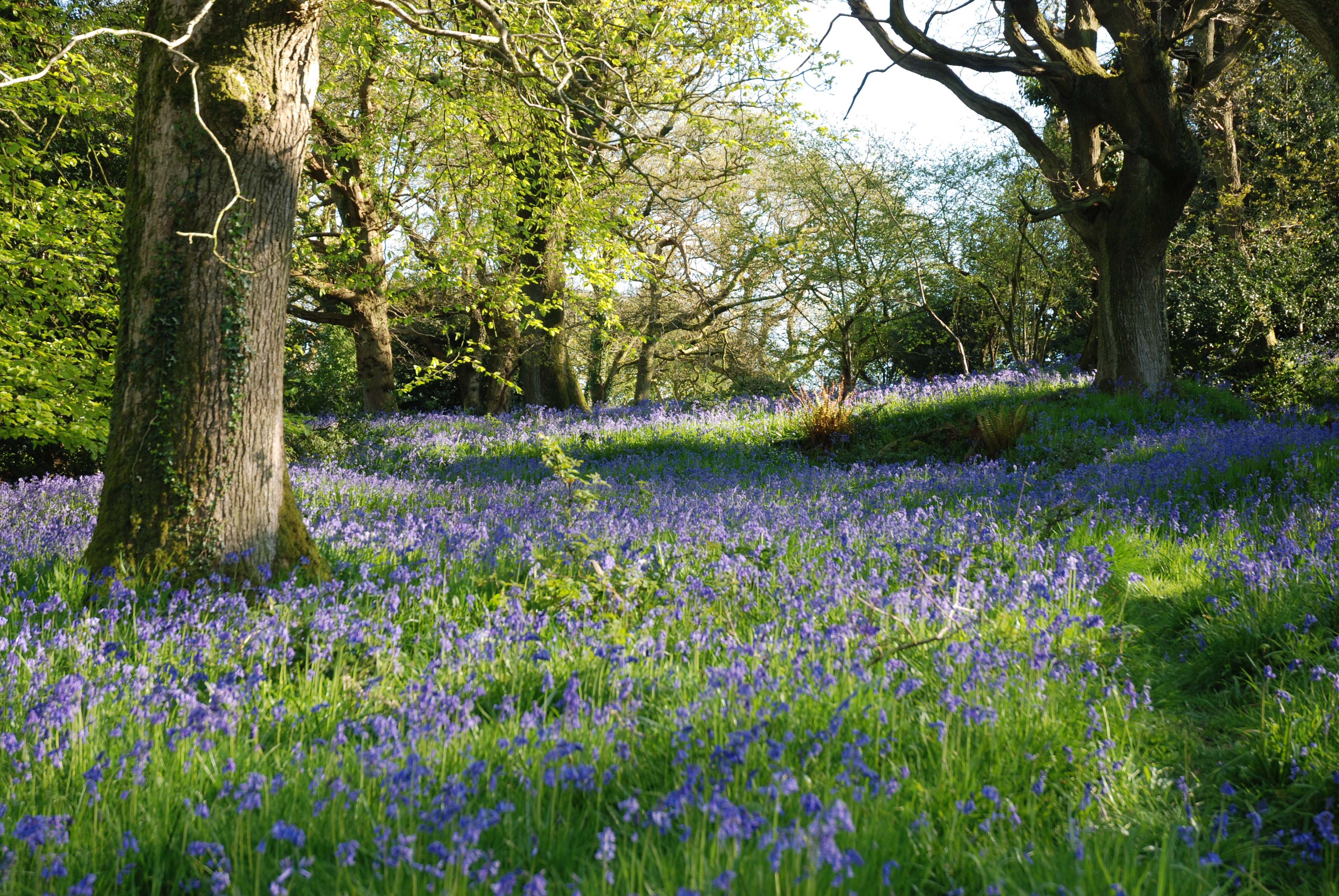 Dorset bluebells