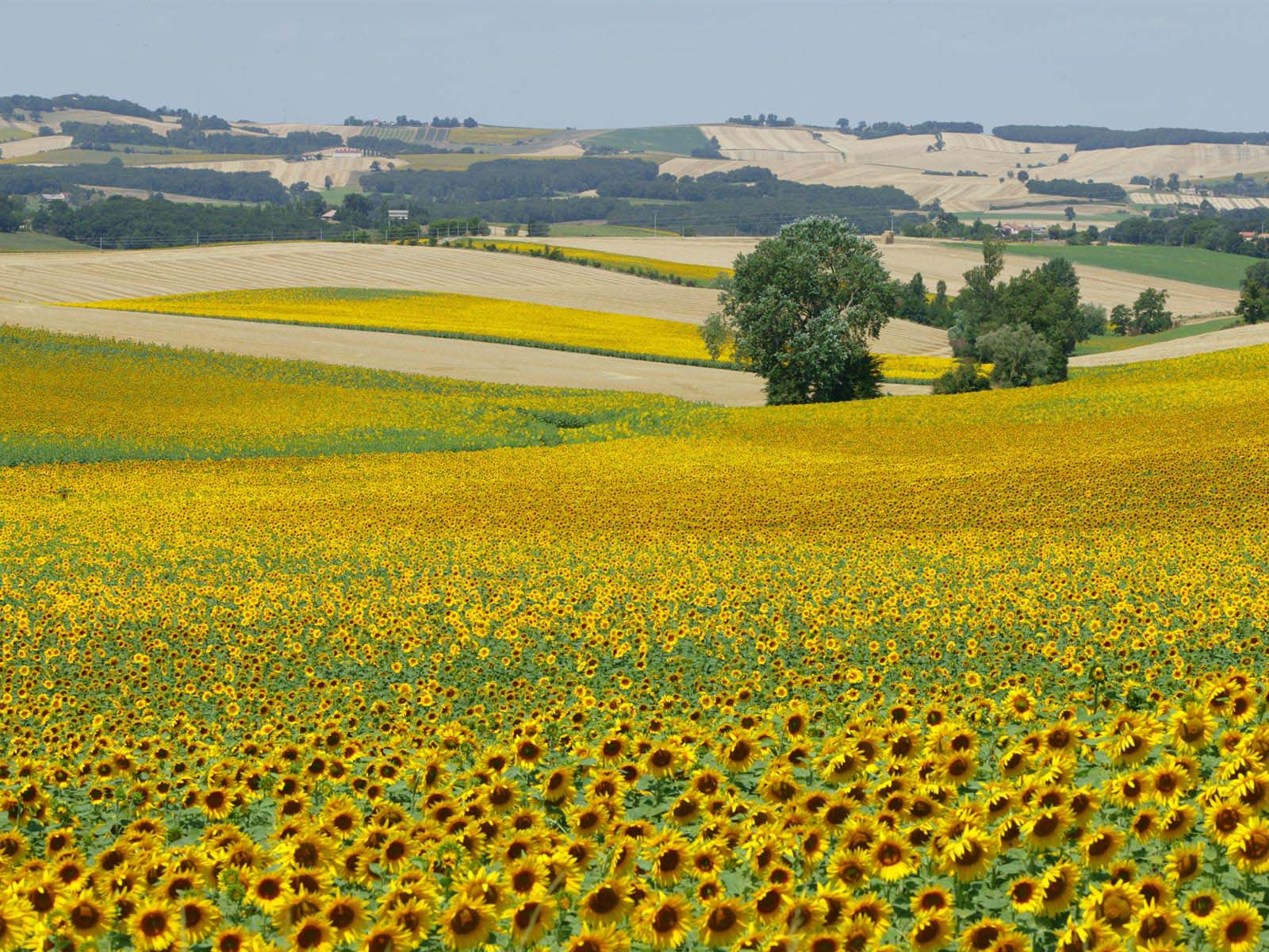 Sunflowers everywhere!