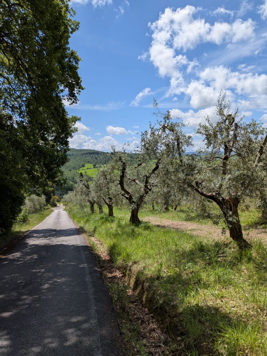Olive trees line the route