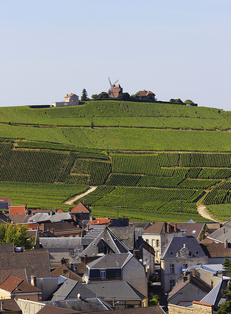 Champagne vineyards