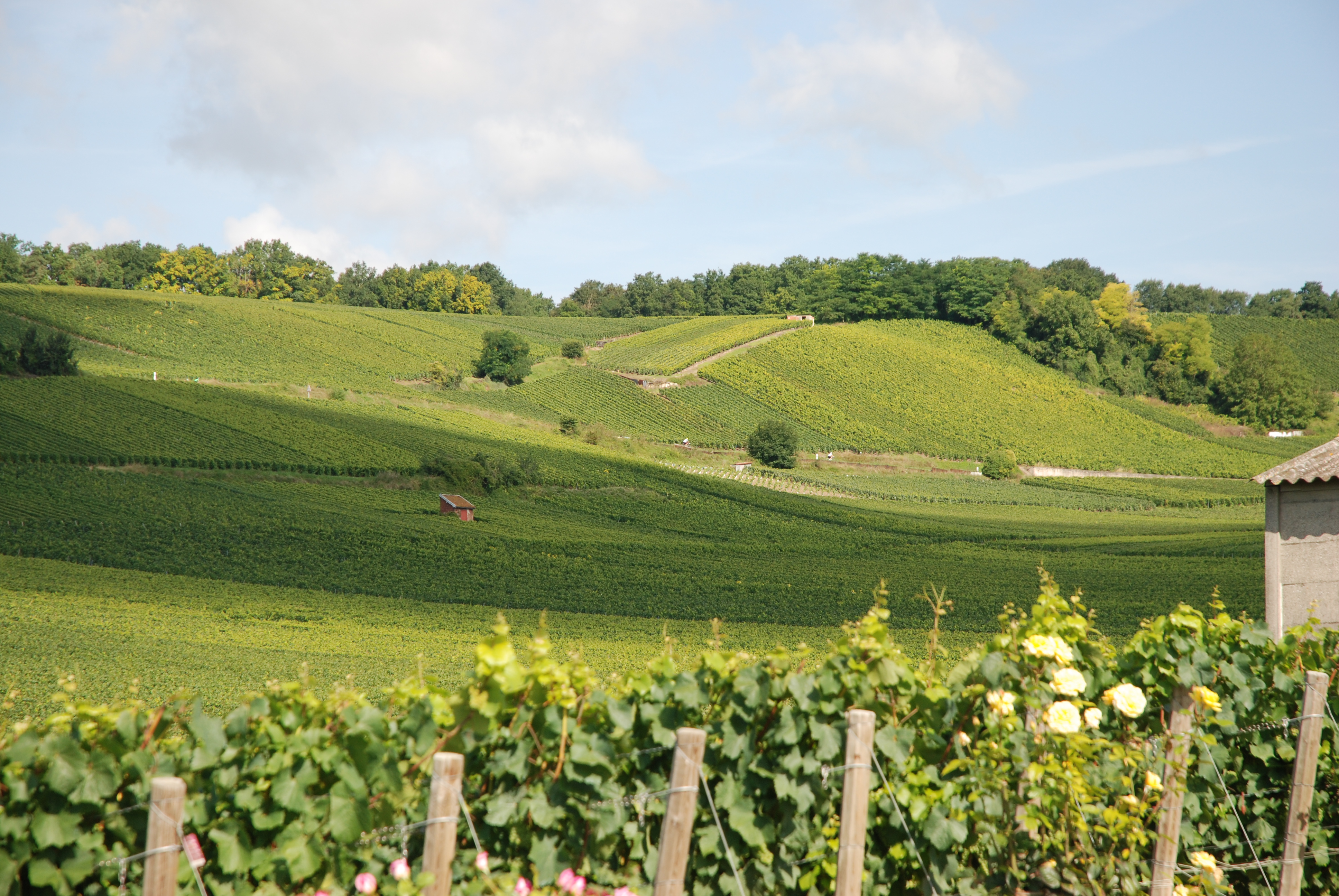 Vineyards