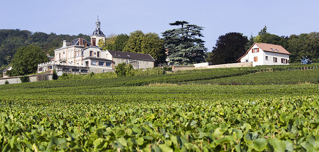 Beautiful vineyards