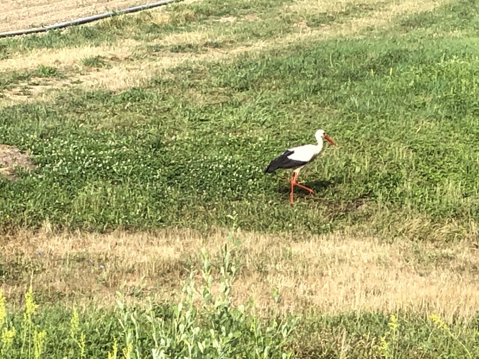 Storks are an ever present feature of the Rhine route