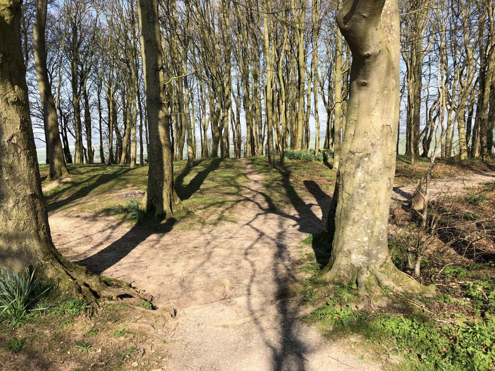 Ancient woodlands line the route along the downs