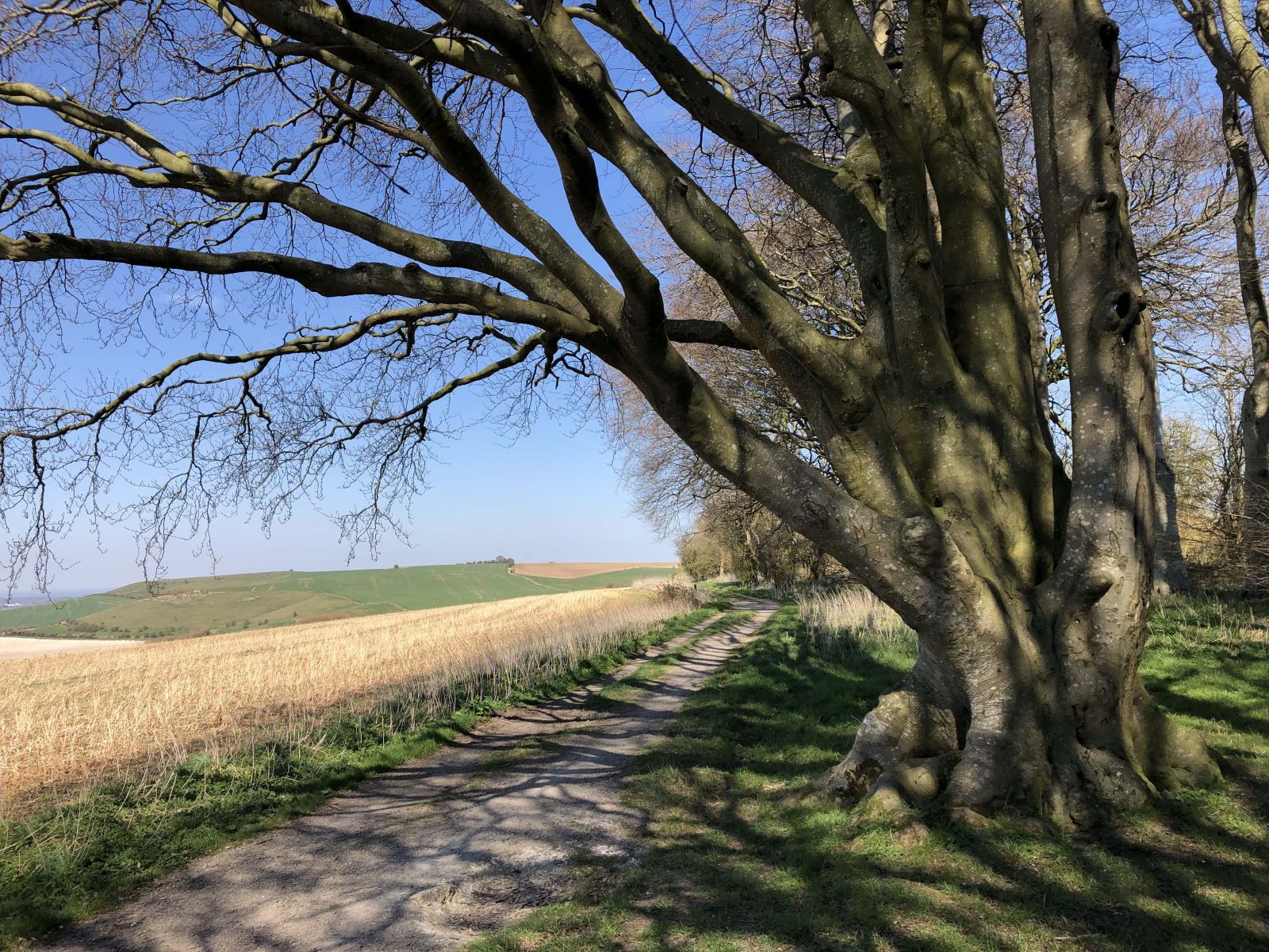 Old trees and fine views, an excellent place for a rest above Ogbourne St George