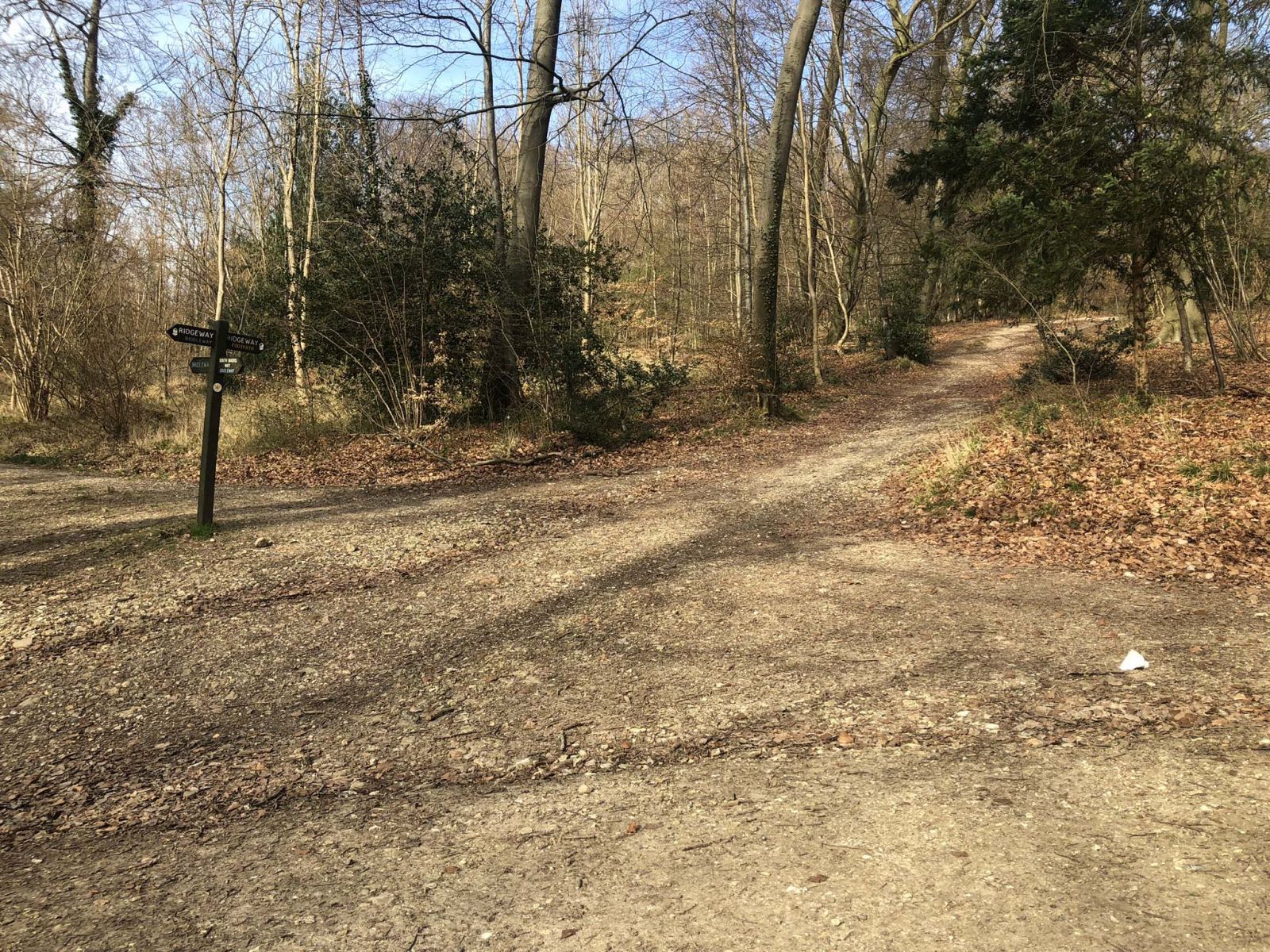 The beech woods of the Chilterns