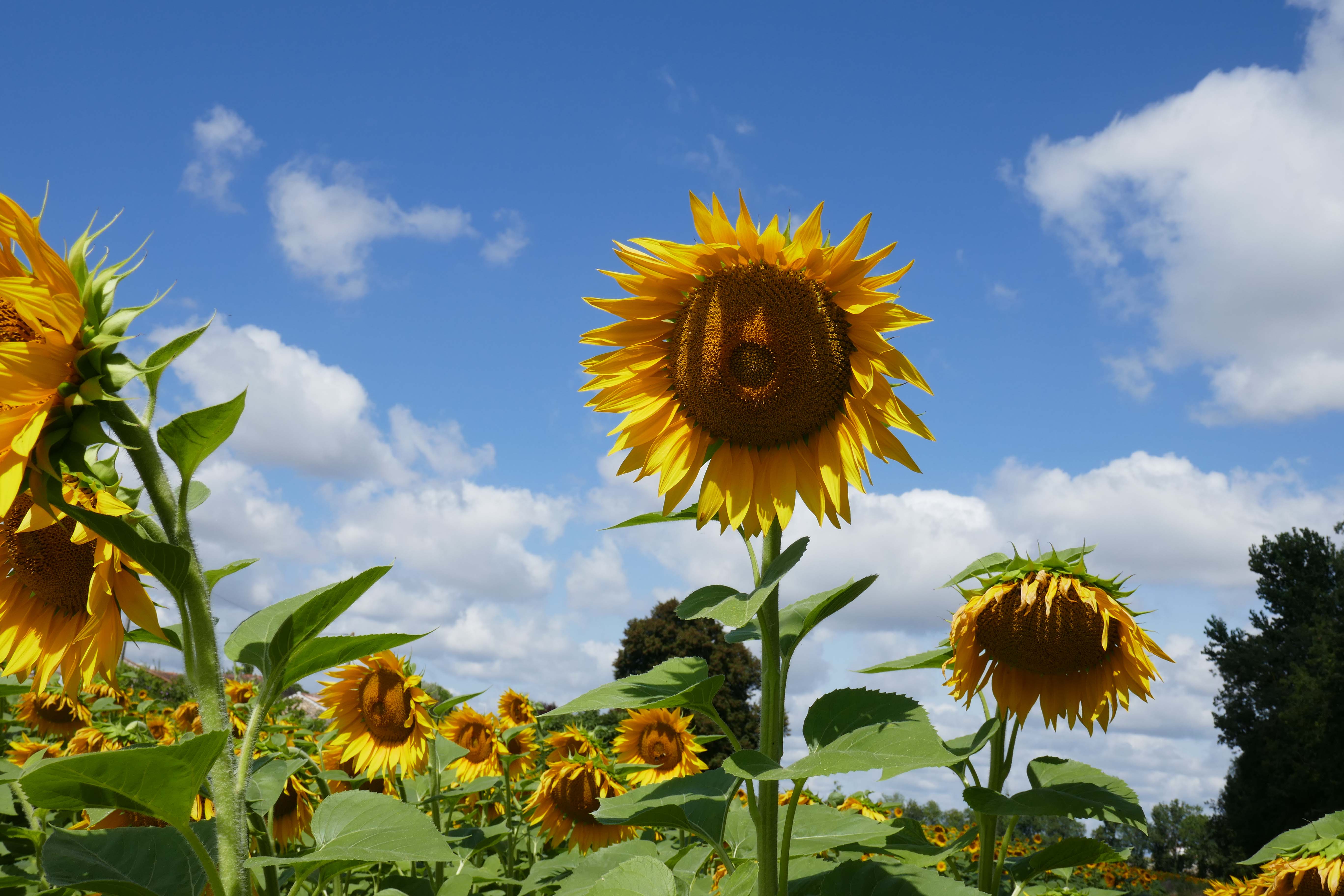 Sunflower