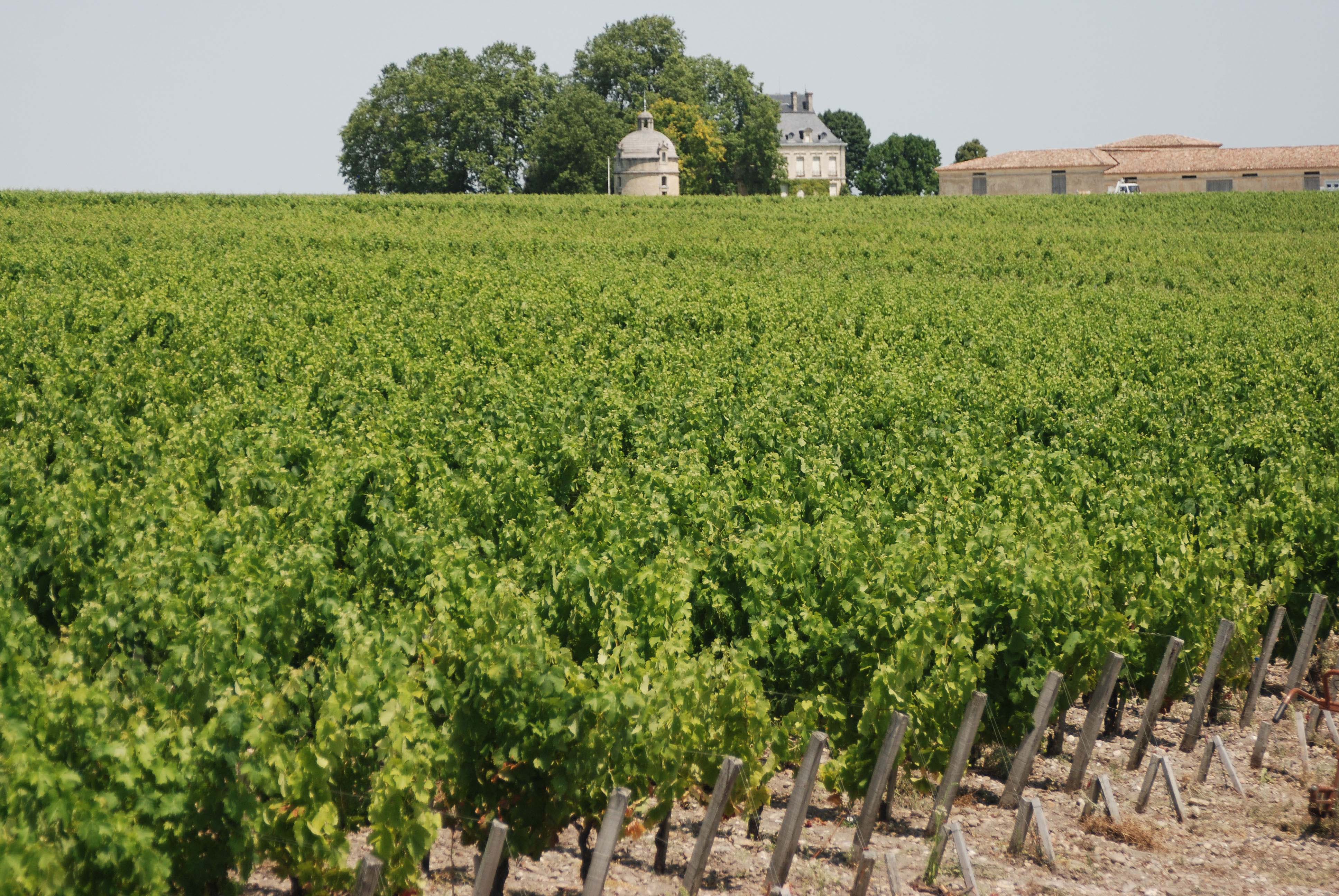 World famous vineyards in the Bordeaux region