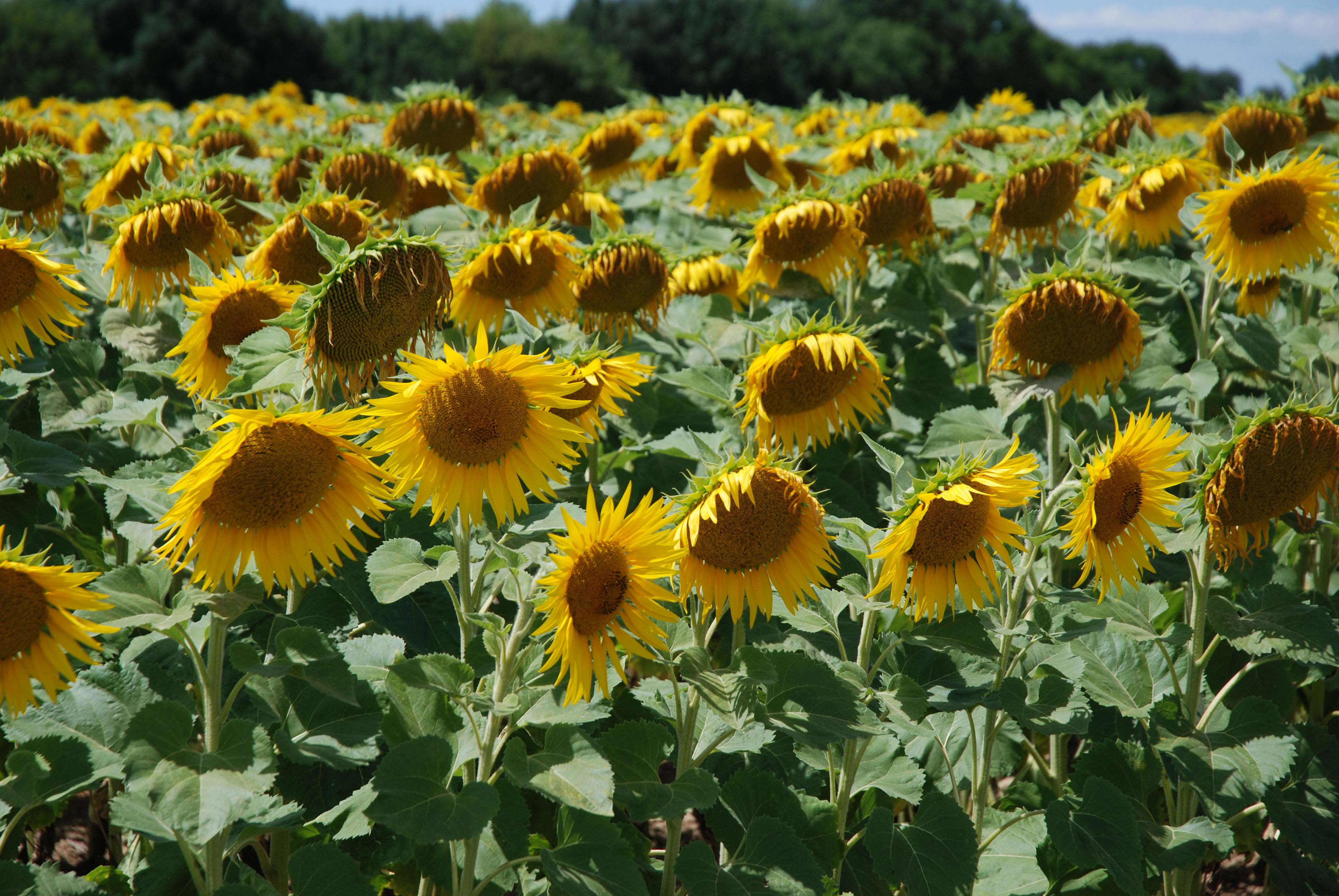 Ride past sunflowers