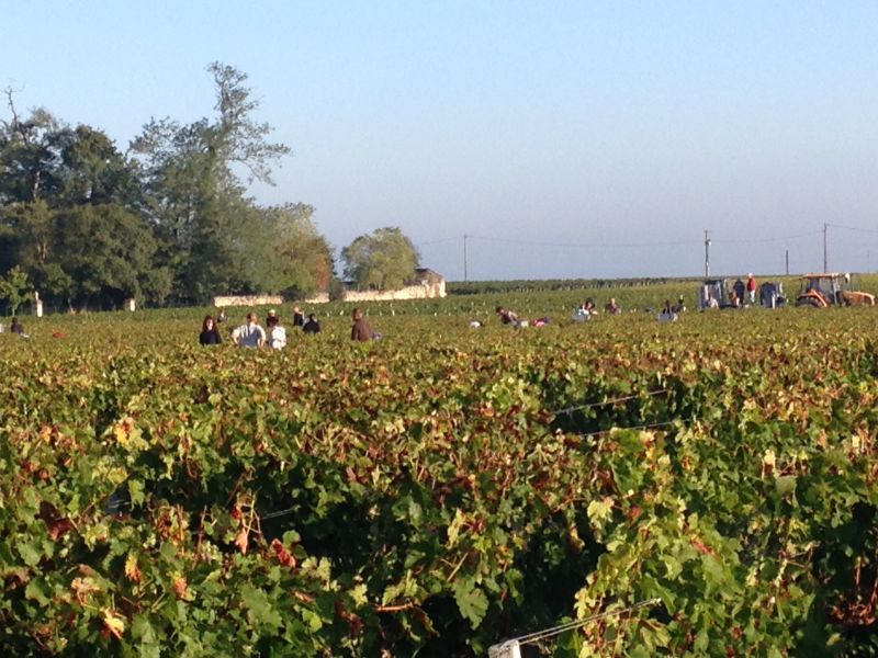 The Bordeaux Superieur