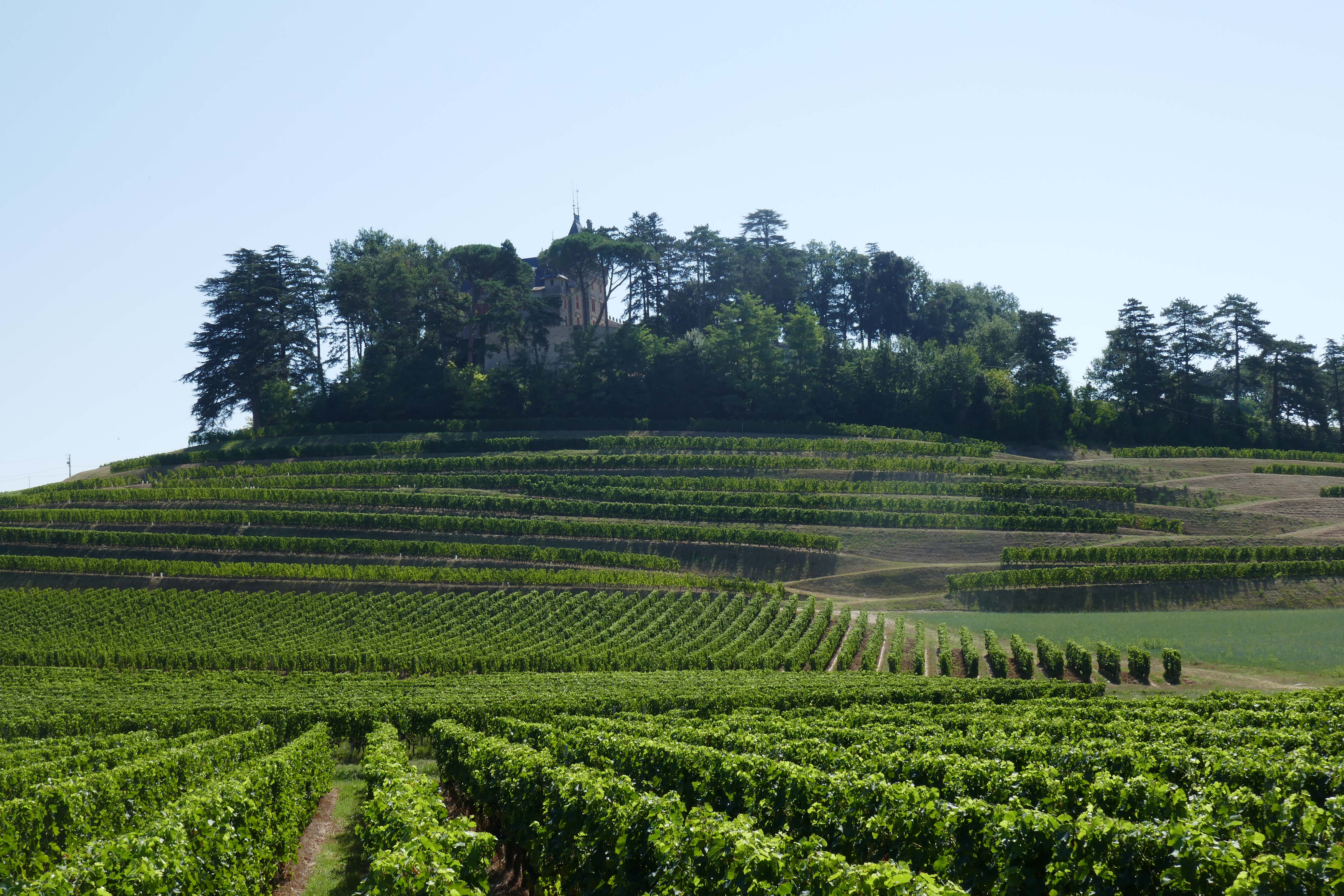 Bordeaux vineyards